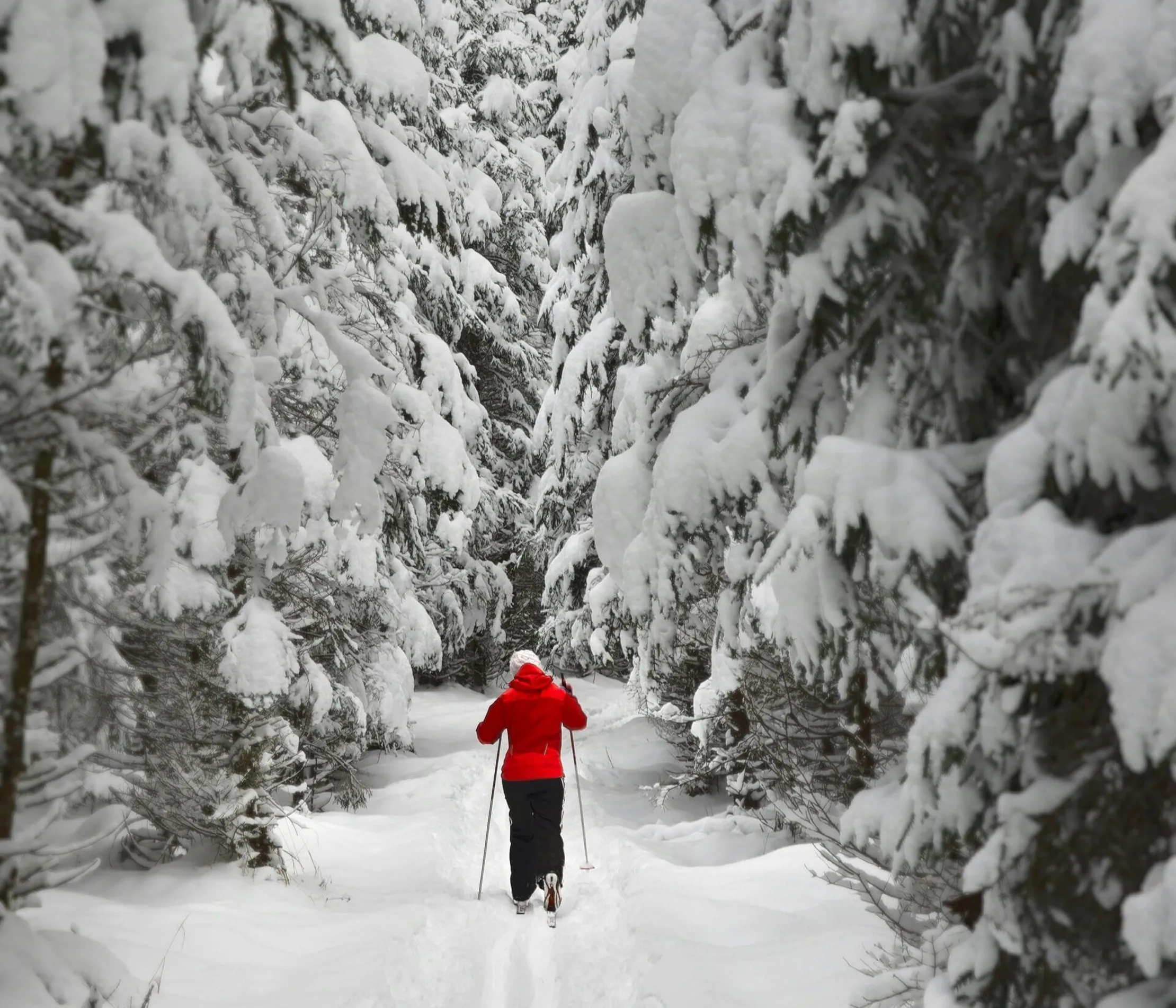 Skiläufer in rot durch verschneiten Tannenwald in Alta Badia, Dolomiten, mit tief liegenden Schneedecke und bunter Kleidung.